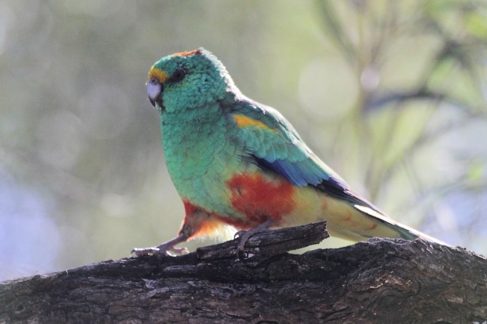 Mulga Parrot (Psephotus varius)